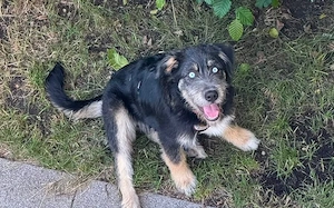 Zuhause gesucht für Artos Bild 2