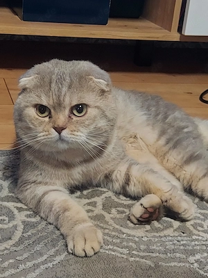Britisch Kurzhaar Kater zu verkaufen  Liebevoller und verspielter Britisch Kurzhaar Kater sucht ein 