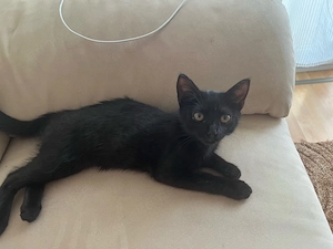 Europäische Katze