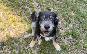 Zuhause gesucht für Artos Bild 5