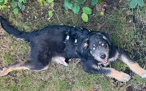 Zuhause gesucht für Artos Bild 3
