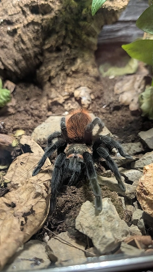 spinne tlitlocalt gold back 
