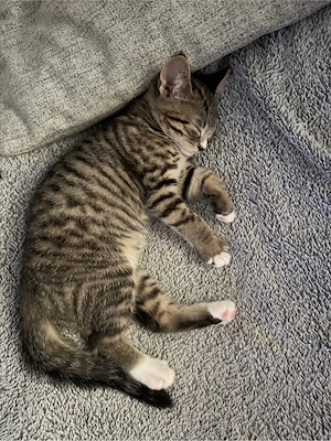 diese kleine maus  sucht  noch ein Für immer zuhause 