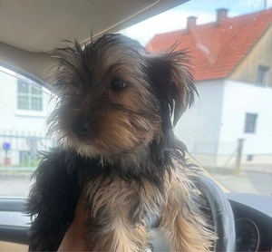 yokshier hund