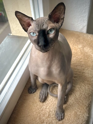 Kater Karlchen (5, Sphynx) sucht neuen Buddy fürs Leben 