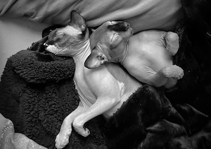 Kater Karlchen (5, Sphynx) sucht neuen Buddy fürs Leben  Bild 4