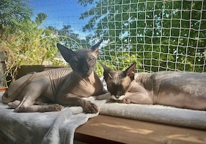 Kater Karlchen (5, Sphynx) sucht neuen Buddy fürs Leben  Bild 3