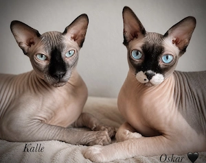 Kater Karlchen (5, Sphynx) sucht einen neuen Buddy fürs Leben 