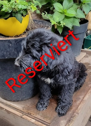 Der kleine Hermann sucht liebevolle Familie