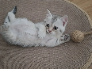 BKH-Kitten  in liebevolle Hände abzugeben