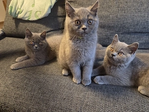 Reinrassige BKH Blue Kitten suchen ein neues, liebevolles Zuhause 