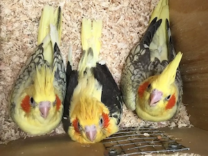 Nymphensittiche (STANDARD-Nymphensittiche) abzugeben: Schecken, Perlschecken, geperlt, wildfarbig,..