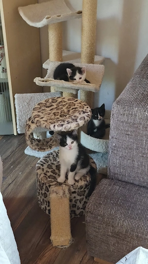 Süße Katzenbabys suchen ein neues Zuhause