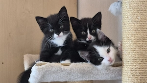 Süße Katzenbabs suchen ein neues Zuhause