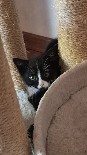 Süße Katzenbabys suchen ein neues Zuhause