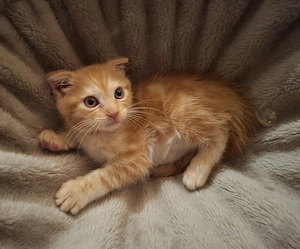 7 Zwerge Kater BKH Maine Coon Mischlinge suchen Zuhause