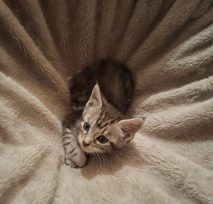 BKH Maine Coon Mischlinge suchen Zuhause