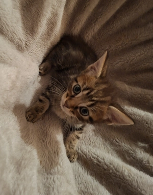 Black Tabby Kater auszugbereit braun getigert