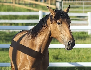 Nova GE - PRE Pura Raza Espanola, Stute, 3,5 Jahre, Buckskin (Falbe)