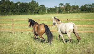Ojalá de Alambar - PRE Pura Raza Espanola, Stute, 2 Jahre, Isabelo  Isabela Negra (Double Pearl) Bild 5