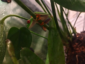 Rotauge Laubfrosch 