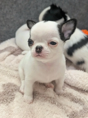 Gesunde Chihuahua-Welpen im Teacup-Format
