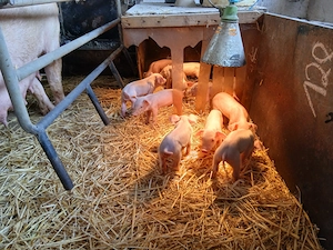 Ferkel Dl  Pi Schwein Sau