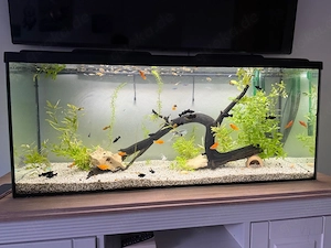 Aquarium Fisch 