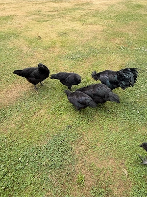 Ayam Cemani Bruteier, 10 Stück, Gute Qualität Bild 2