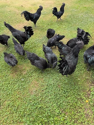 Ayam Cemani Bruteier, 10 Stück, Gute Qualität