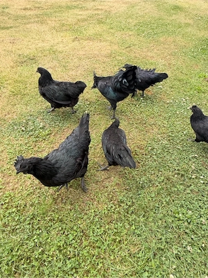Ayam Cemani Bruteier, 10 Stück, Gute Qualität Bild 3