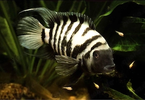 zebra buntbarsch 