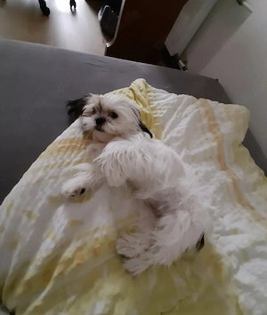 Hund ShihTzu Welpen