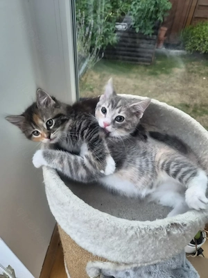 Ragdoll Kitten Babys 