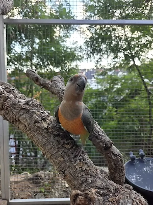 Lieber Rotbauchpapagei von 2026 Hahn Poicephalus Rufiventris 