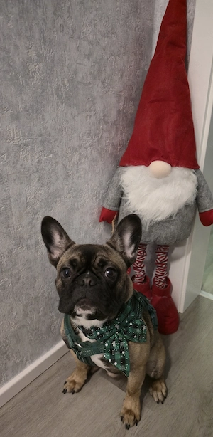 Französische Bulldogge Junghund 1 Jahr alt