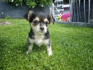 Chorkie-Weibchen Welpe