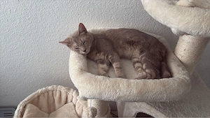 Wunderschöner Deckkater 