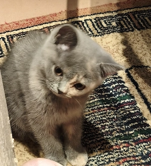 Reinrassige Bkh Kitten, Abgabe bereit 