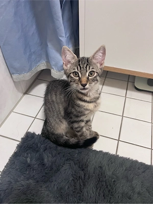 Freddi sucht ein tolles Zuhause