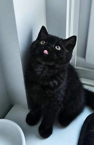 BKH Mädchen Lackschwarz