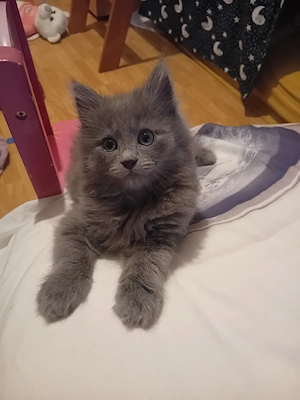 Mutterkatze und Kätzchen suchen eine neue Familie. 