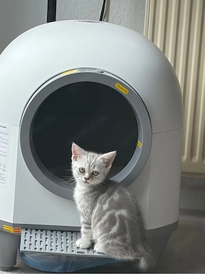 katzen bkh 