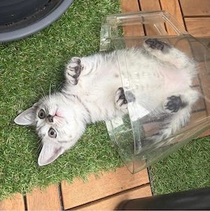 katzen bkh 