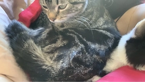 Kater 7 Monate sucht zuhause 