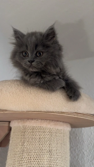 Blh Kitten