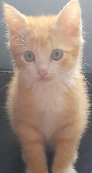wunderschön kitten  in liebevolle Hände abzugeben 