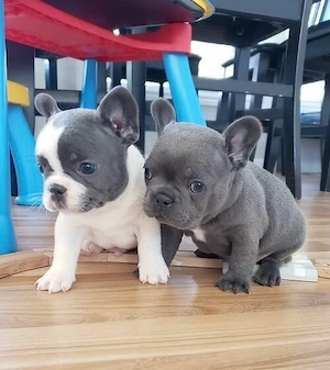   Zuckersüße Französische Bulldoggen Welpen mit Ahnentafel