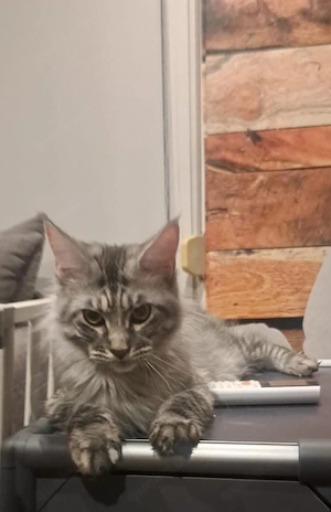 Main coon Dame 