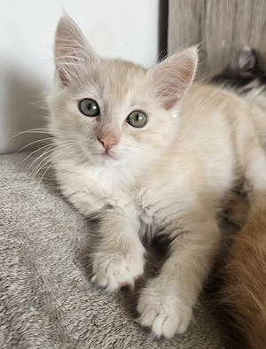  Maine Coon  Bären sind bereit  